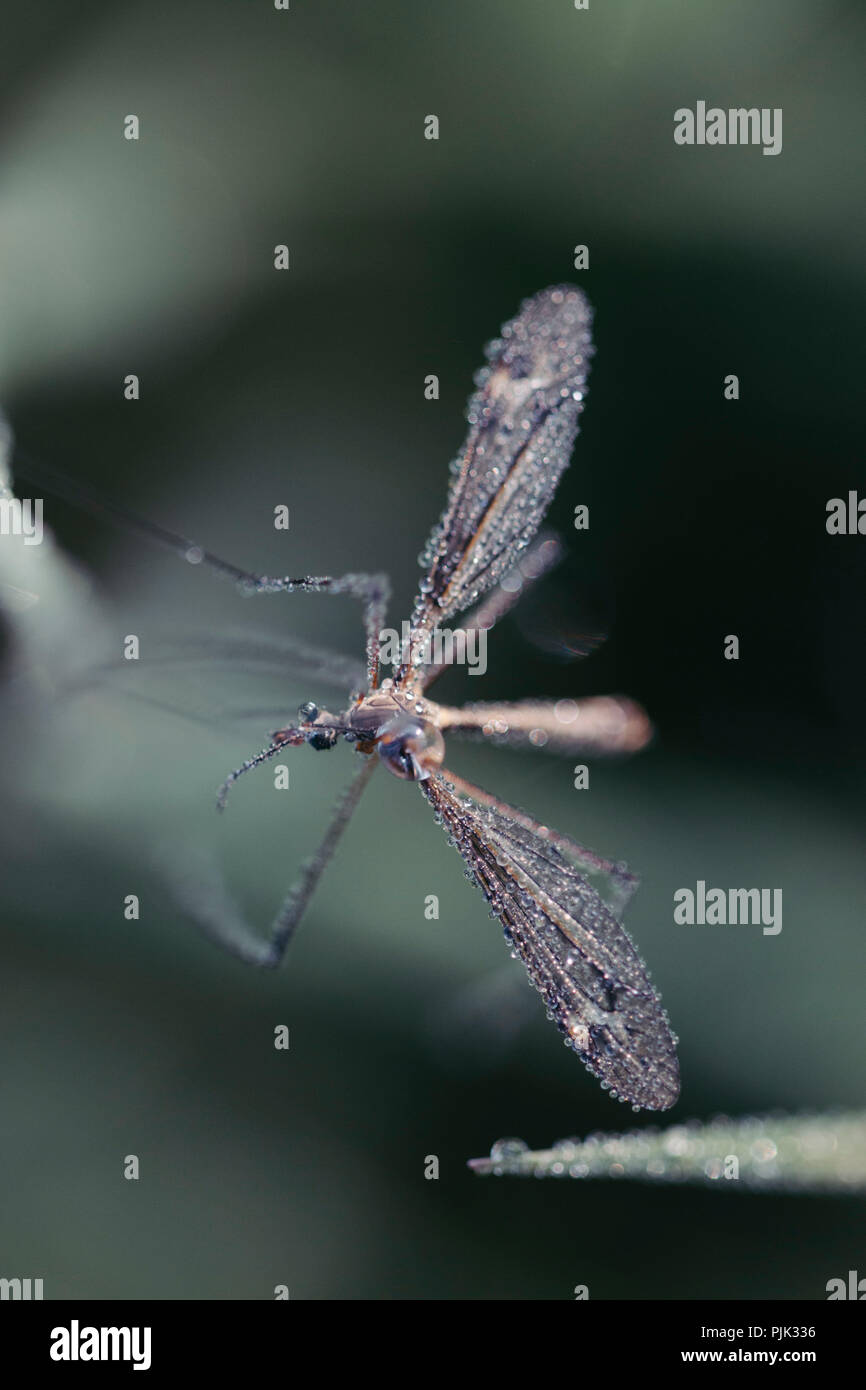 Gnat réveiller lentement de la nuit de sommeil au printemps, Banque D'Images