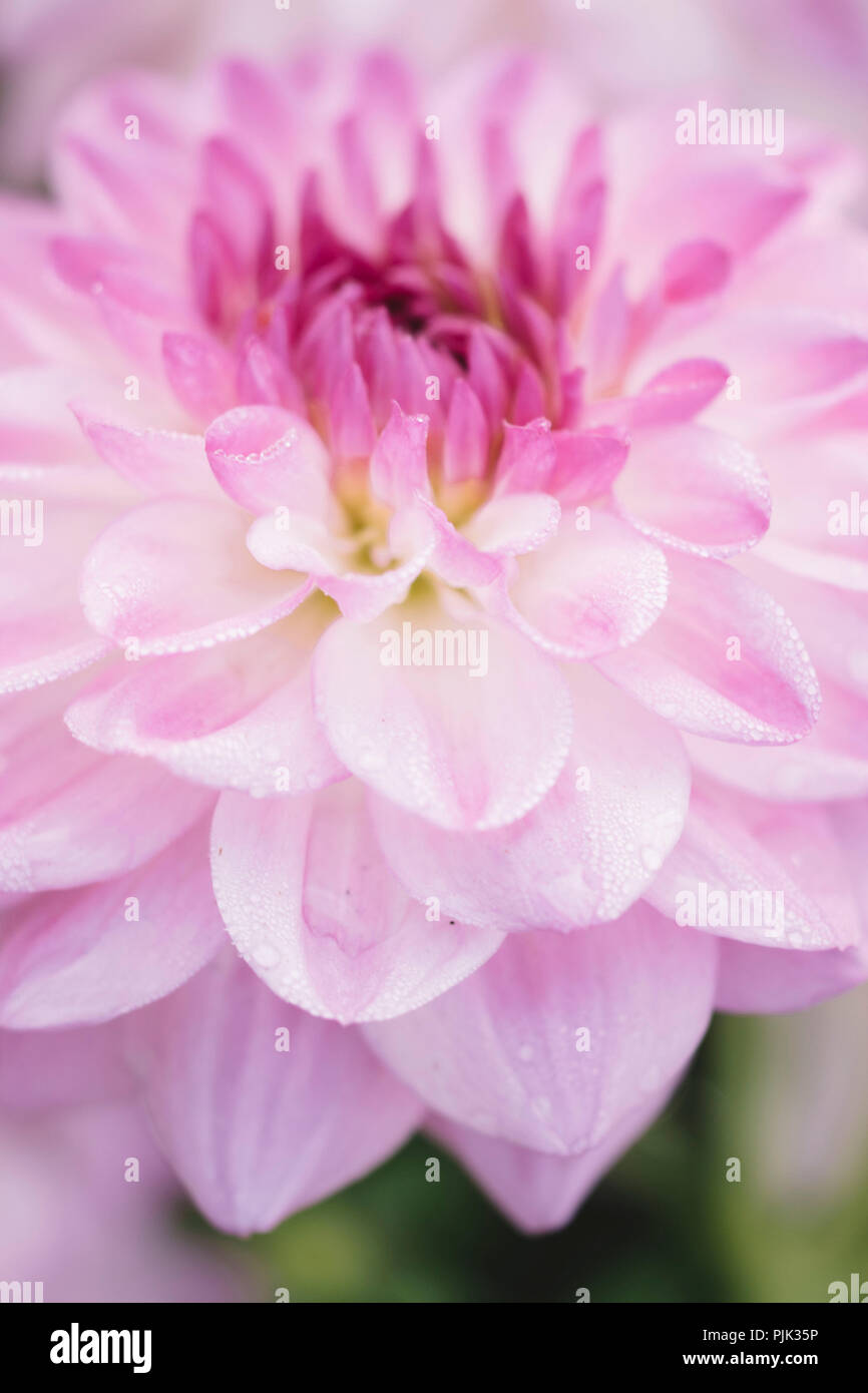 Dahlias à fleurs dans le Nordpark à Bielefeld, Banque D'Images