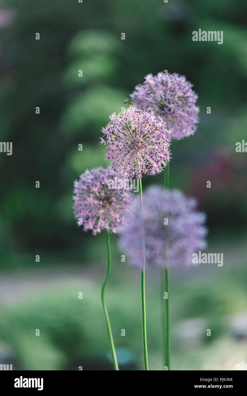 L'oignon dans la Perse fleur soleil de Juin, Banque D'Images