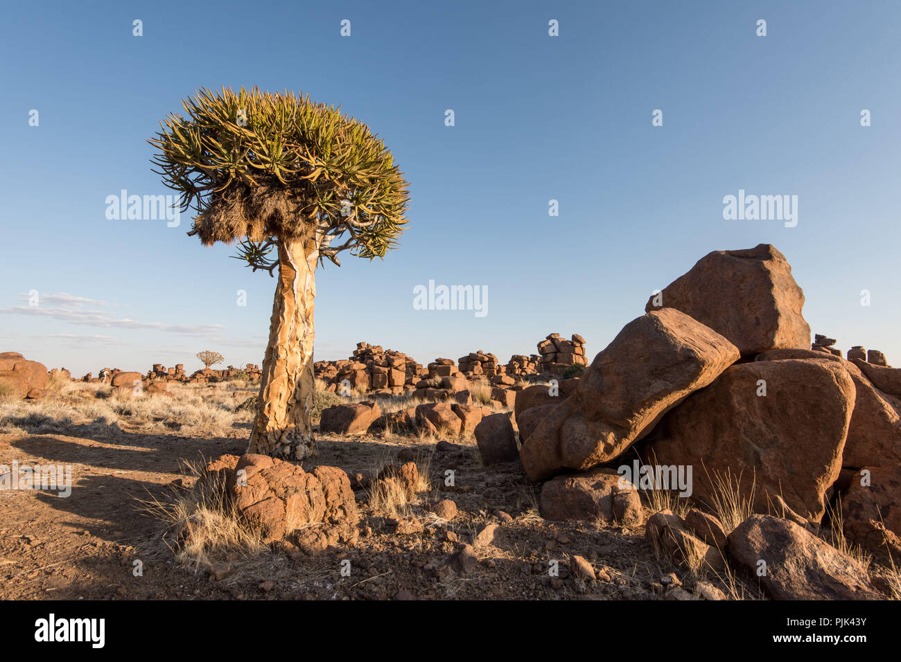 Hanging nid d'oiseaux weaver dans un arbre carquois en Namibie, Keetmanshoop région "aire de jeu géant' Banque D'Images