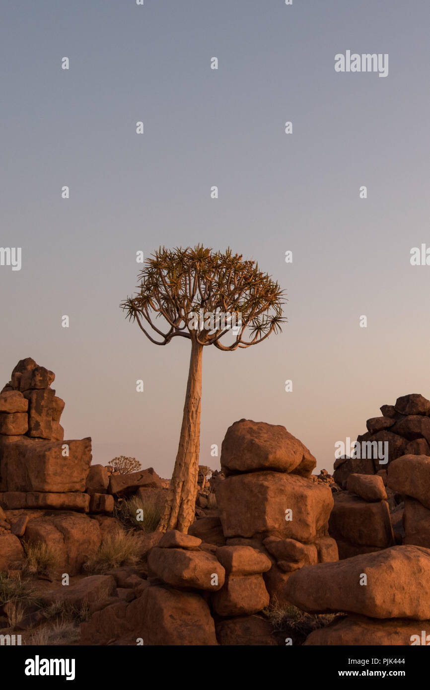 Dans le carquois Quiver Tree tree forest / 'aire de jeu géant' près de Keetmanshoop, la Namibie du Sud Banque D'Images