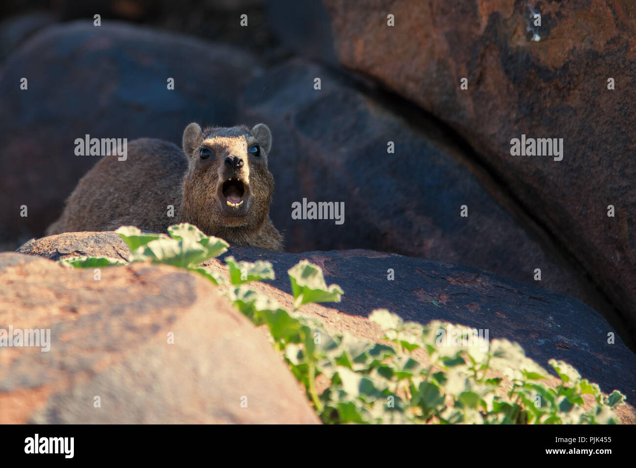 Rock Hyrax, loud barking en Namibie, Quiver Tree Forest. Banque D'Images