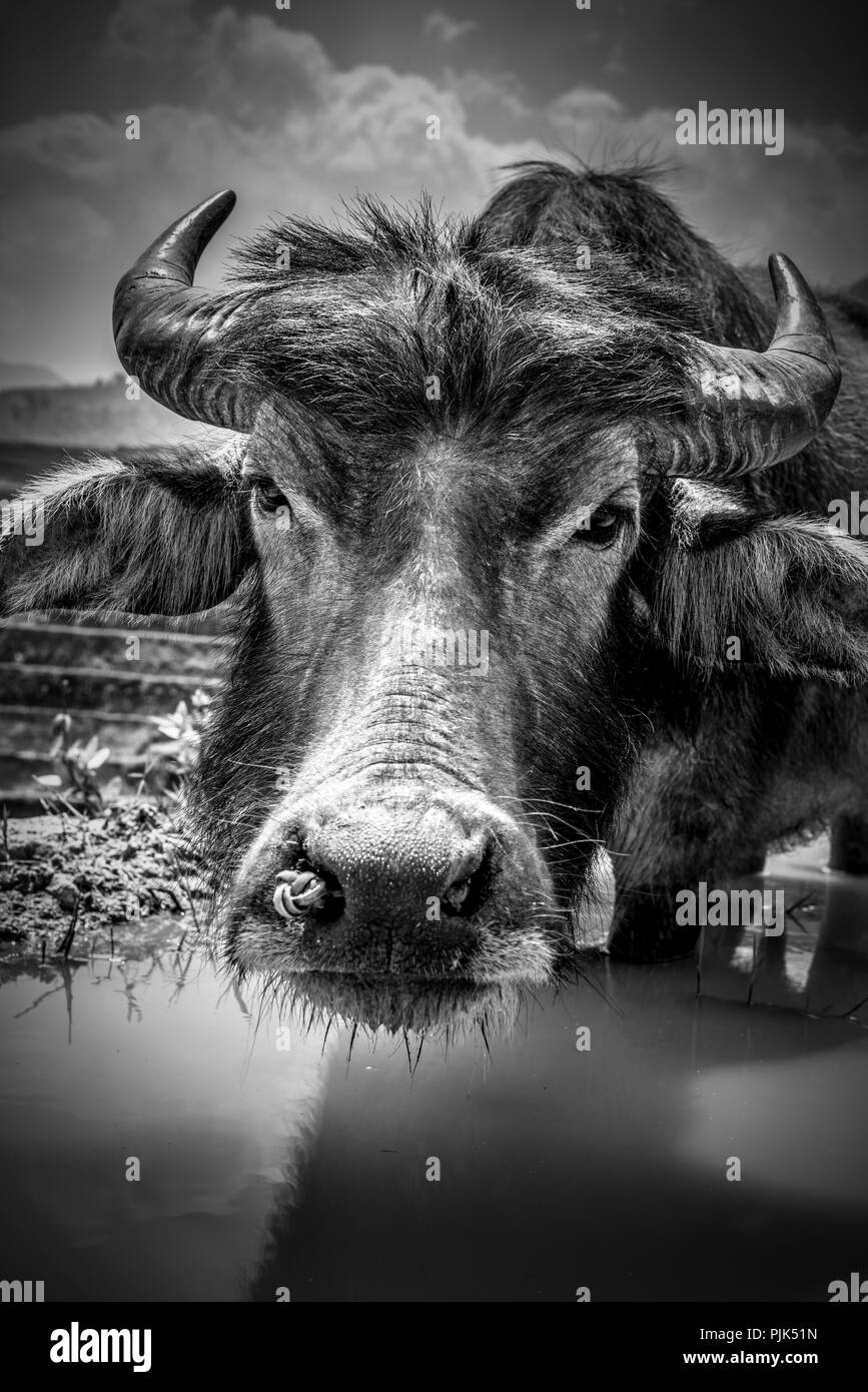 L'Asie, l'Asie du sud-est, au nord Vietnam, Vietnam, Sapa, montagnes, mountainscape, buffles d'eau, Banque D'Images