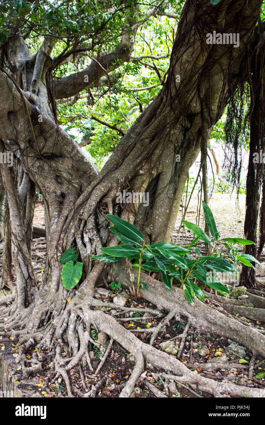 Ancien parc de Naha sur l'île d'Okinawa du Japon Banque D'Images