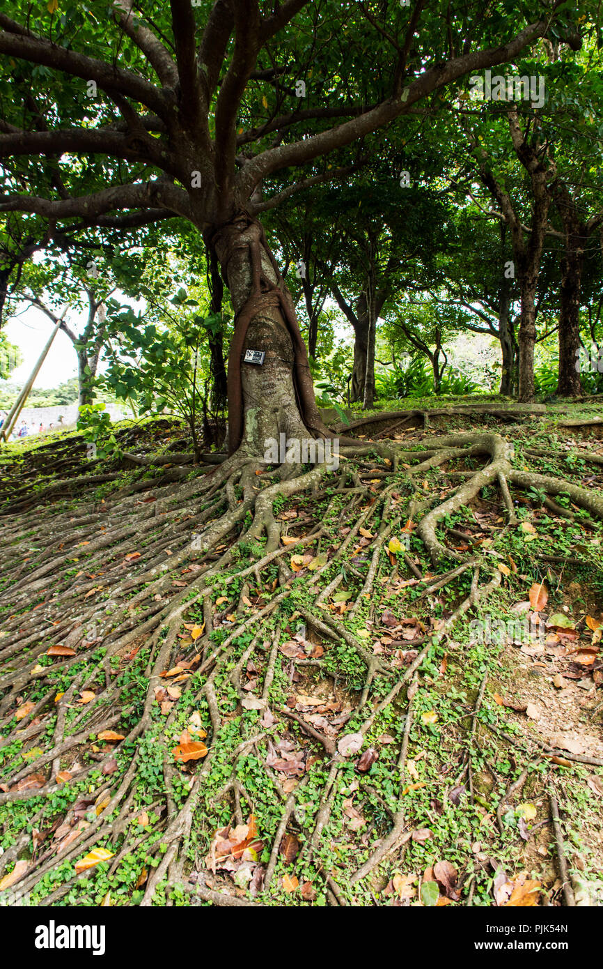 Ancien parc de Naha sur l'île d'Okinawa du Japon Banque D'Images