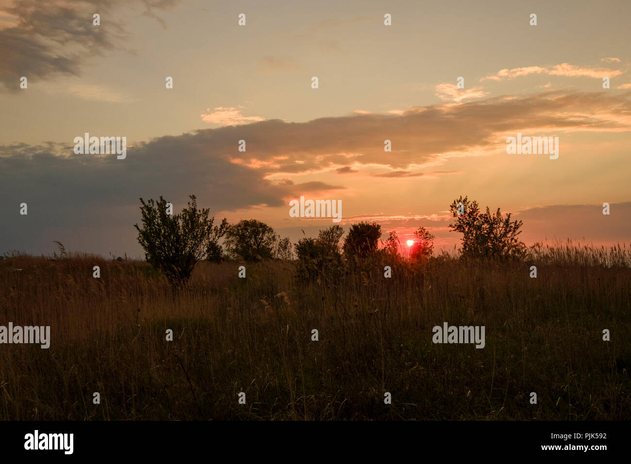 Coucher de soleil sur le Darscho Lacke appelé aussi Warmsee à Apleton dans le parc national du lac de Neusiedl, Burgenland, Autriche Banque D'Images