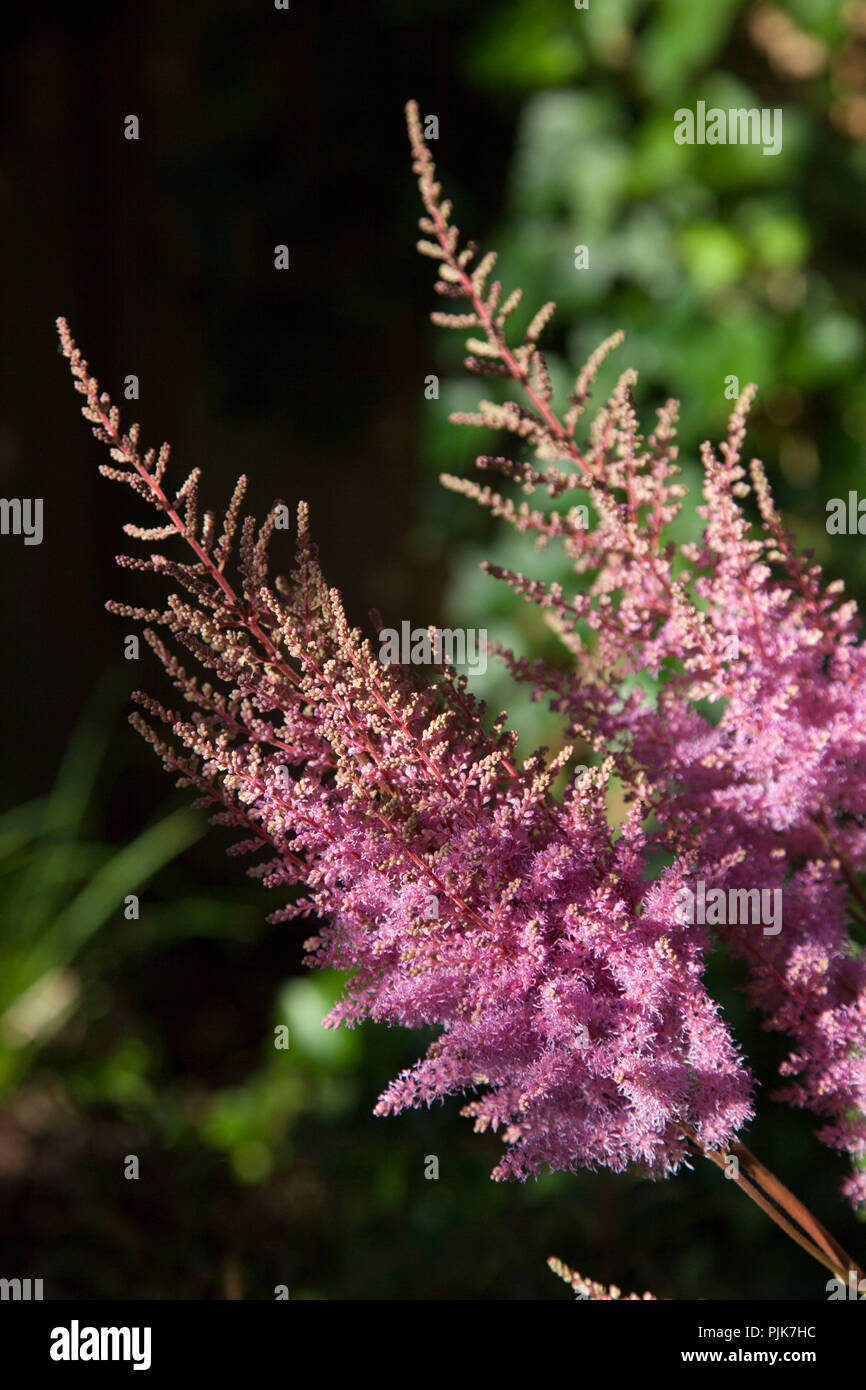 Astilbe Arendsii astilbe floraison, hybride 'Cattleya'', close-up Banque D'Images