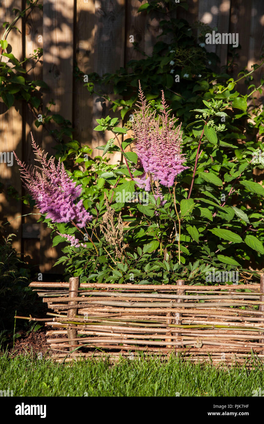 Astilbe Arendsii astilbe floraison, hybride 'Cattleya'', close-up Banque D'Images