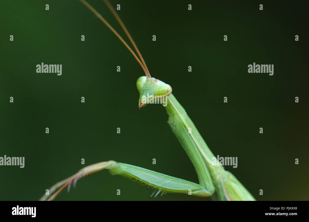 Mantis religiosa ou mante religieuse européenne est un gros insectes hémimétaboles dans la famille de l' â€" ('mantids) Banque D'Images