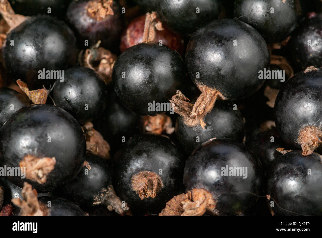 Petits fruits mûrs de cassis Banque D'Images