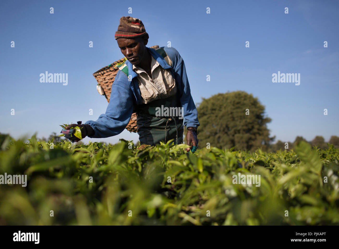 Maramba tea factory, Limuru, Kenya, février 2015. Banque D'Images