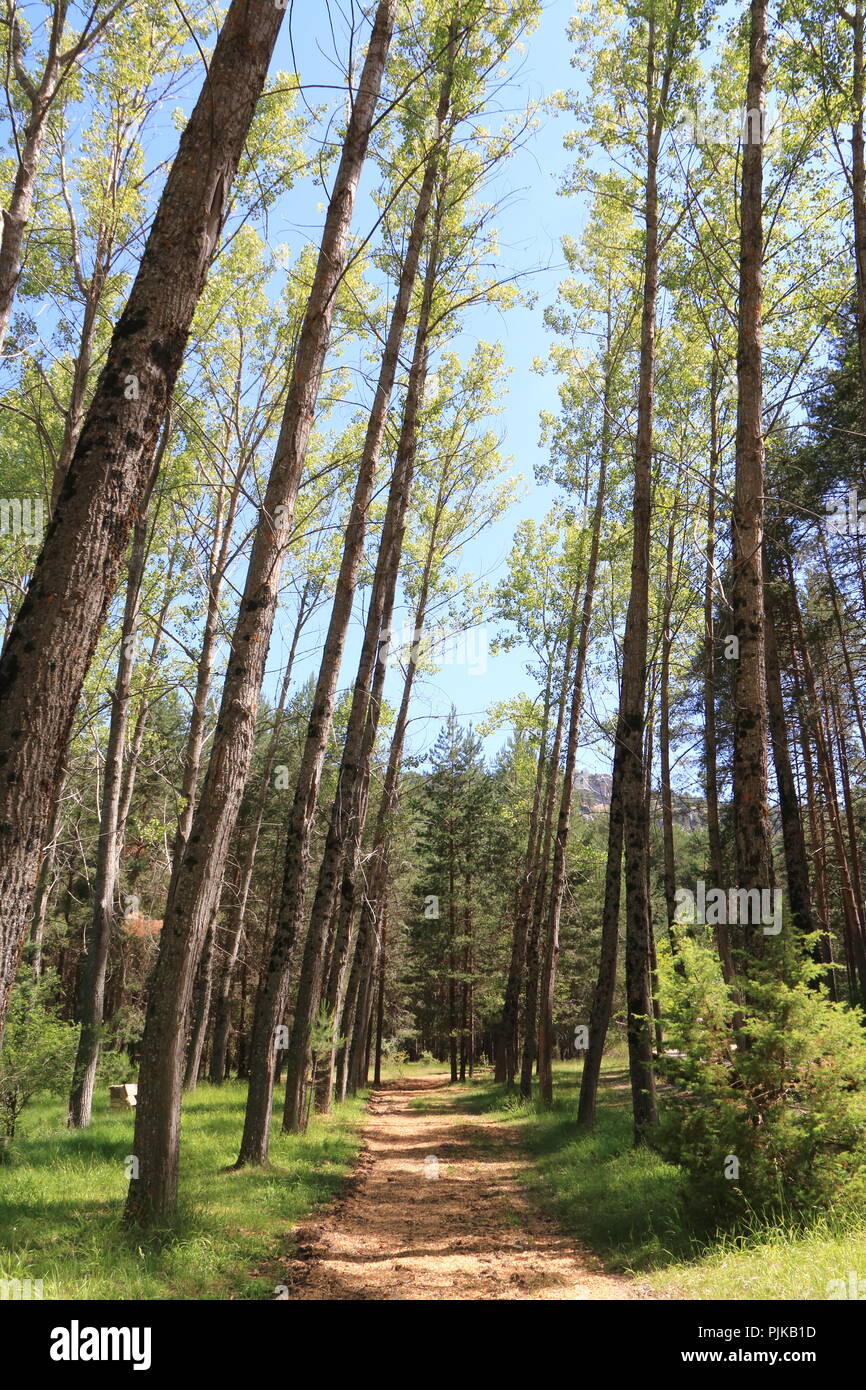 Chemin de terre qui traverse la forêt, dans un endroit près de la créneaux de la rivière Cuervo, dans les environs de Cuenca, Espagne Banque D'Images