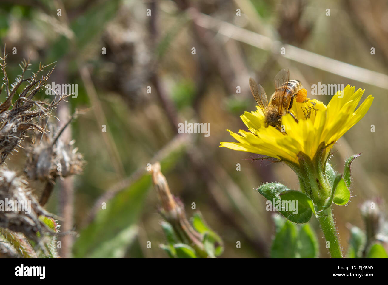 Close up of bee la collecte du pollen d'une plante. Banque D'Images