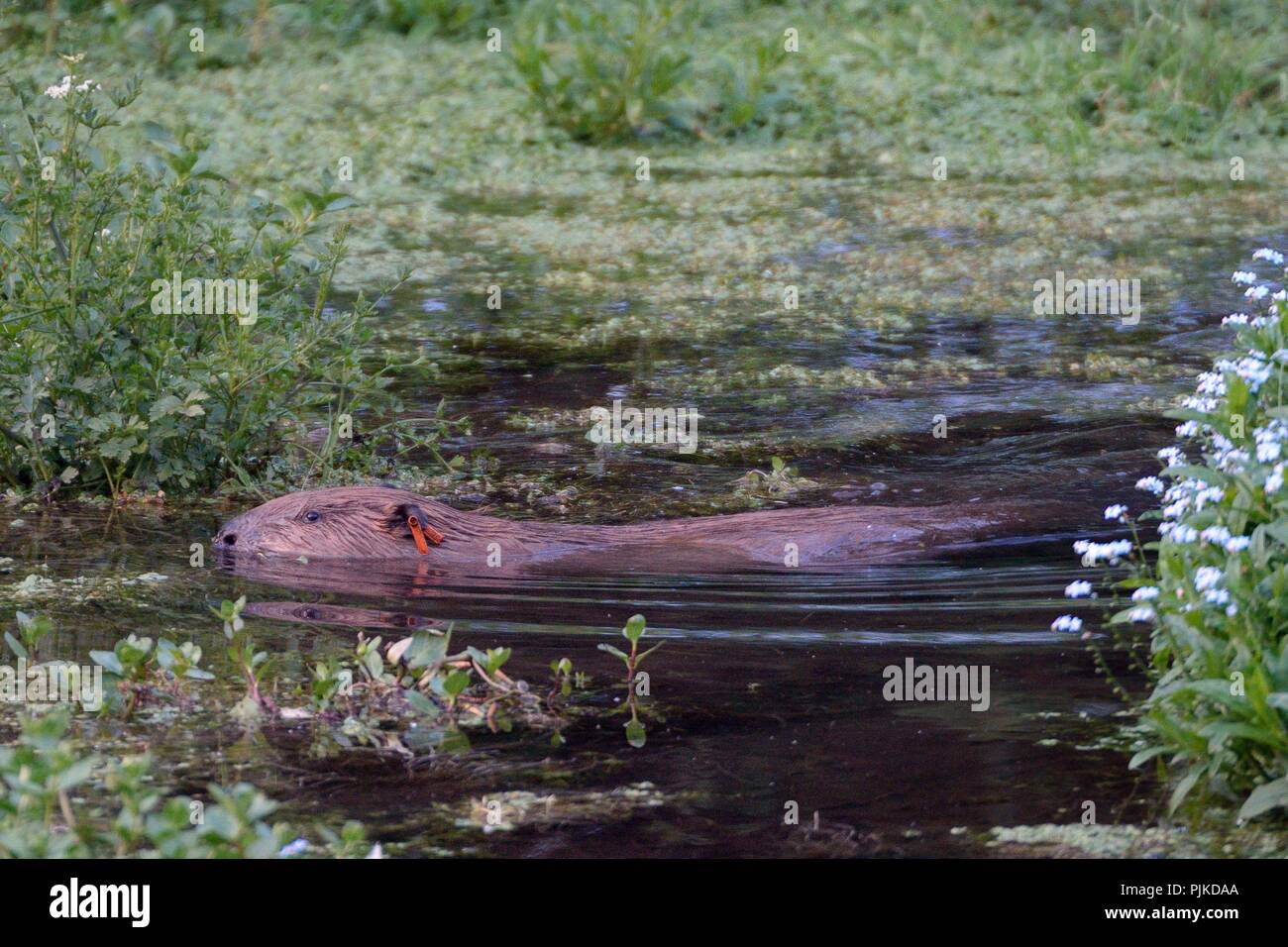 Le castor d'Eurasie (Castor fiber) femelle née dans le Devon et les sauvages marqués à l'oreille en kit en 2016, la natation, la loutre de rivière, UK Banque D'Images