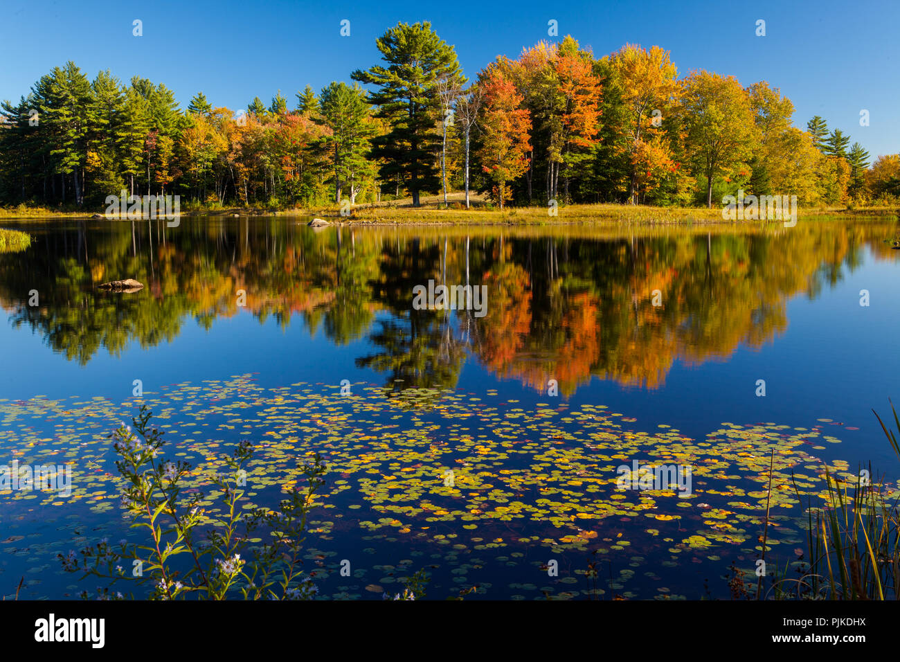 Suis Herbstwald Mills Pond des Canterbury Shaker Village Banque D'Images