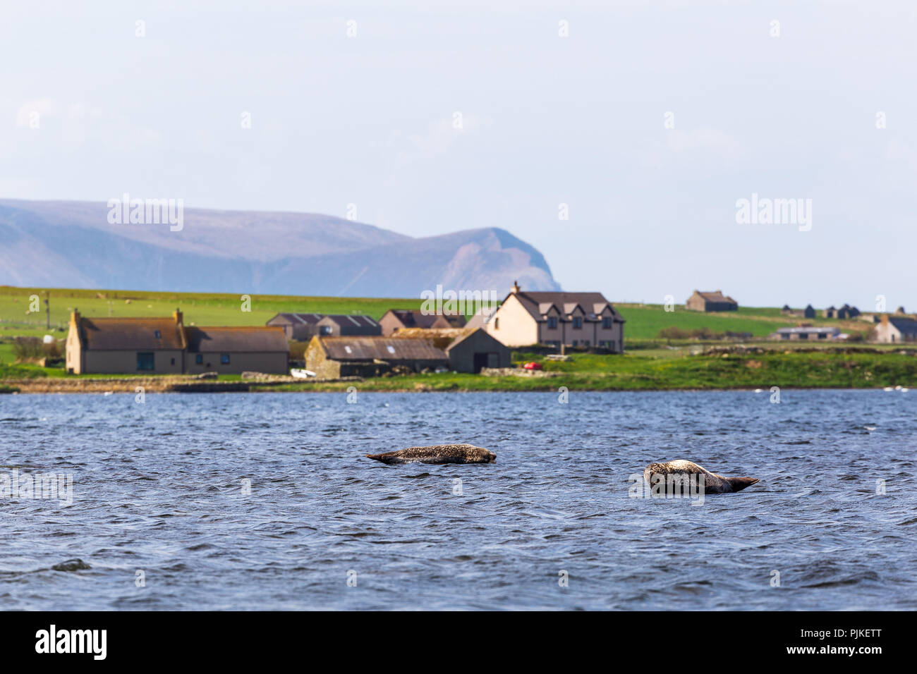 Les joints dans le Loch Stenness, Orkney Islands Banque D'Images