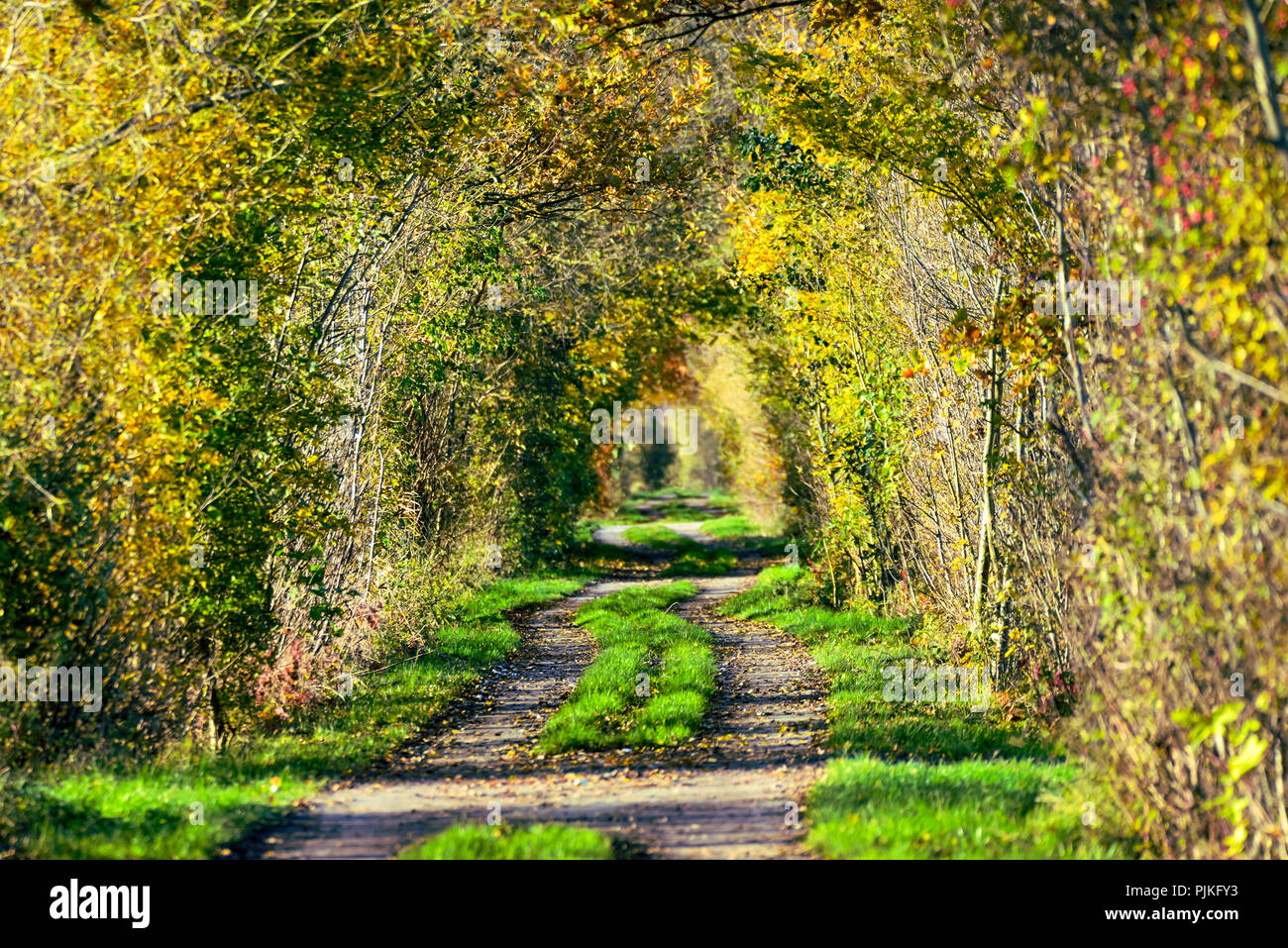 Allemagne, Hambourg, Kirchwerder, parc naturel Kirchwerder Wiesen, piste cyclable de l'Elbe Banque D'Images