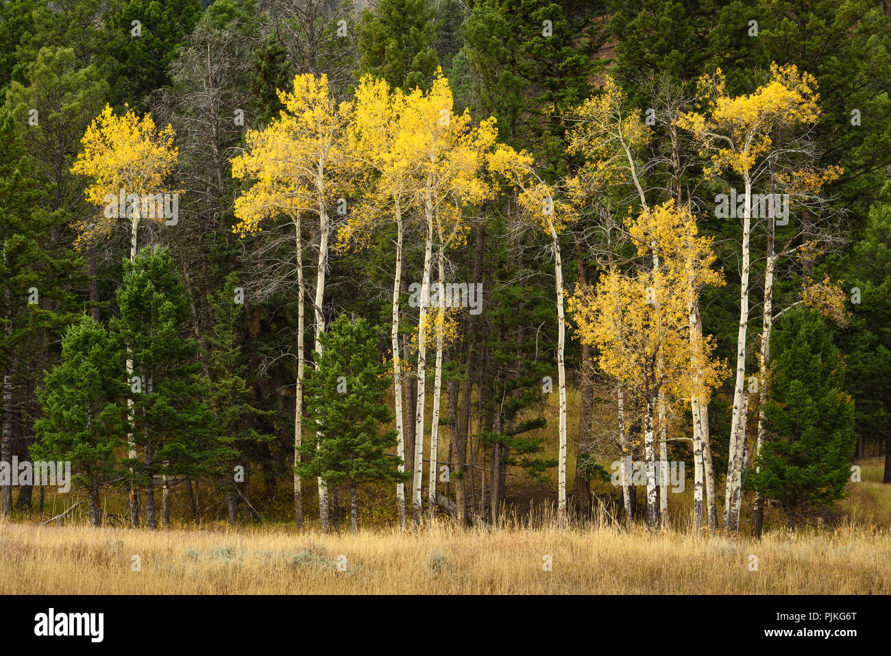 Les trembles et les pins à l'automne ; région des lacs Blacktail, Yellowstone National Park, Wyoming. Banque D'Images