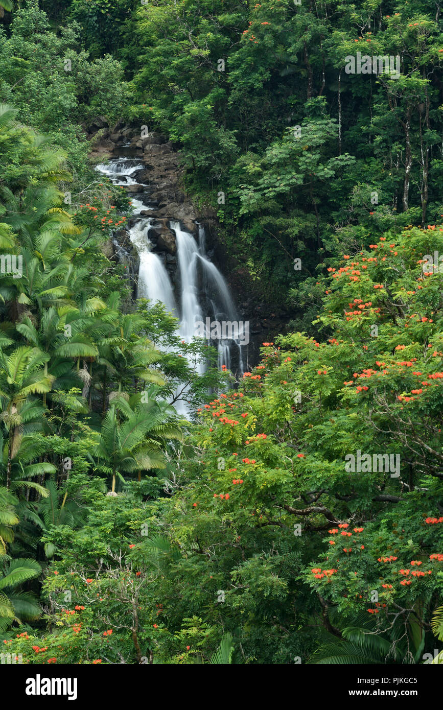 Nanue Falls, Hamakua Coast, Grande Île d'Hawaï. Banque D'Images