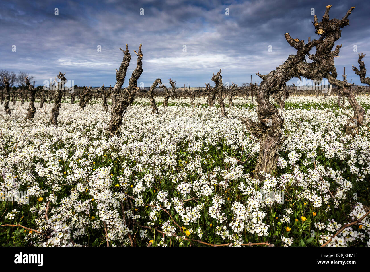 Domaine viticole en hiver à Fleury d'Aude entouré de fleurs blanches Banque D'Images