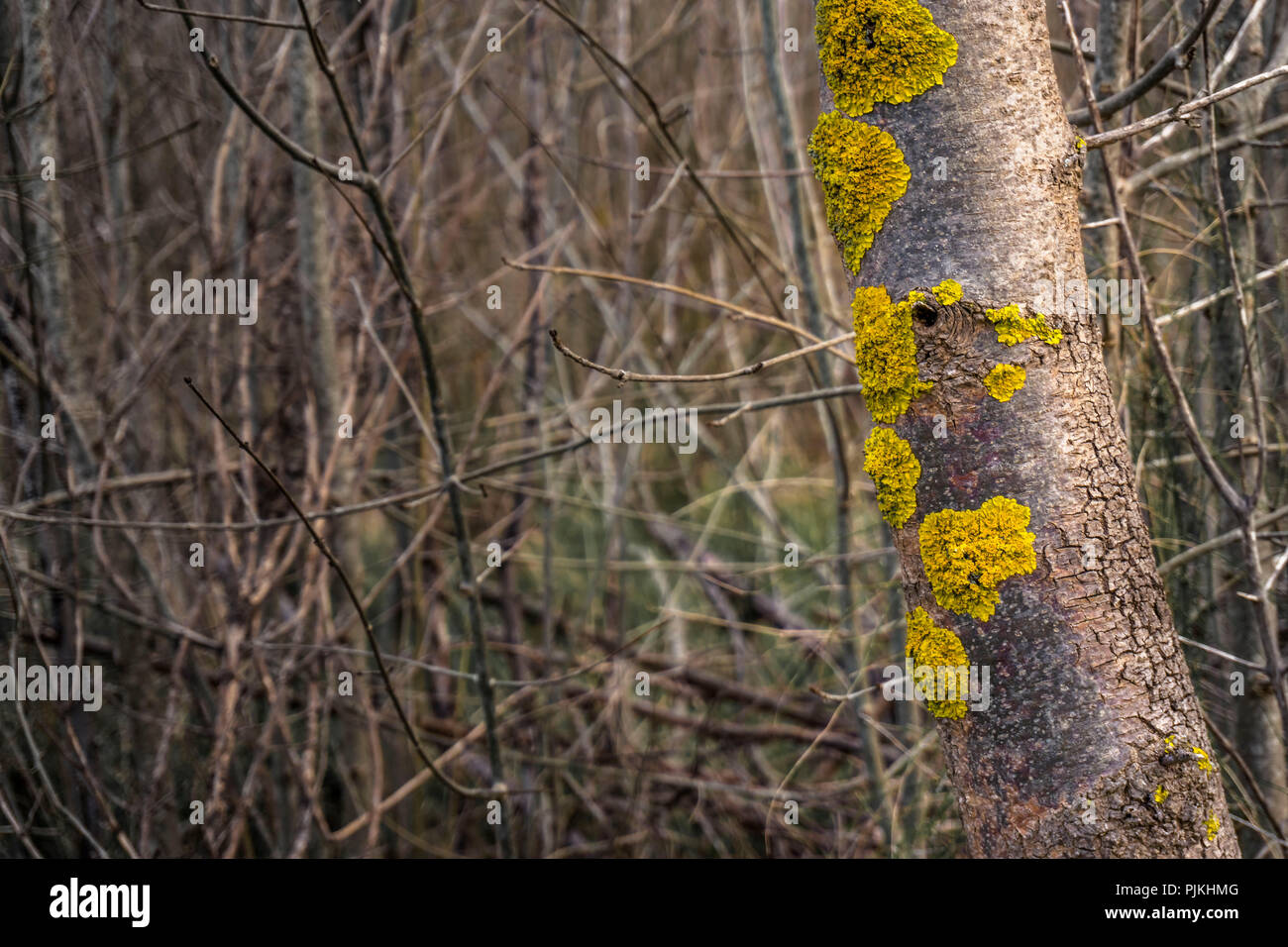 Forêt de peuplier en hiver, tronc d'arbre avec le lichen Banque D'Images
