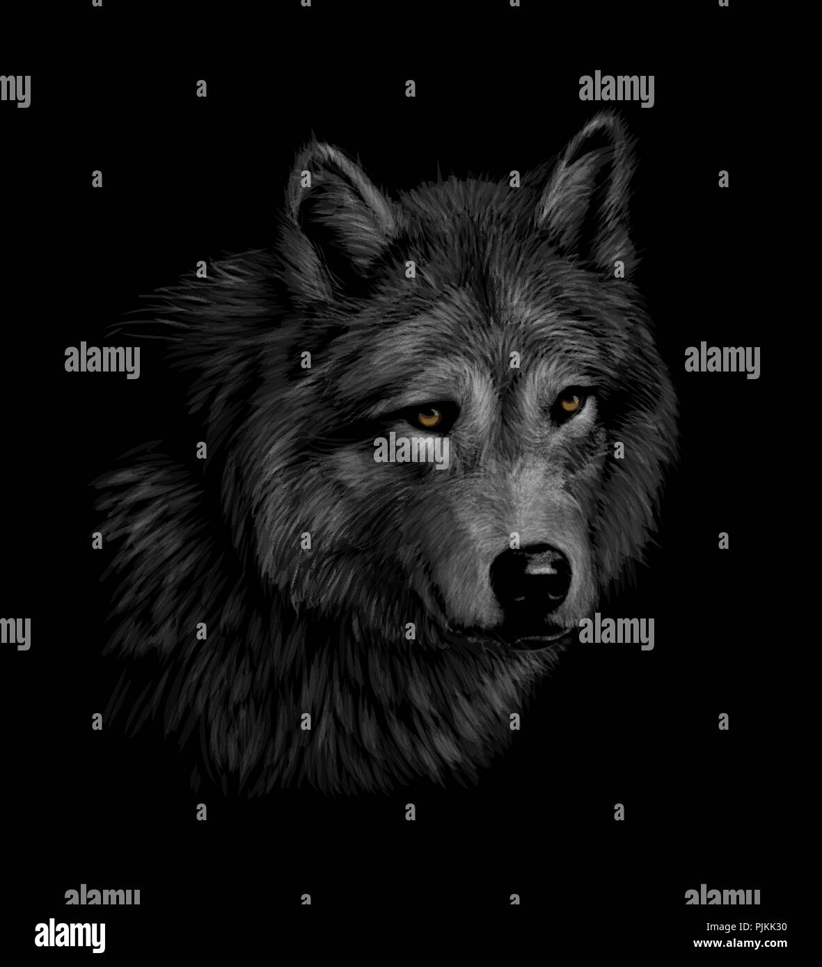 Portrait d'une tête de loup sur fond noir Illustration de Vecteur