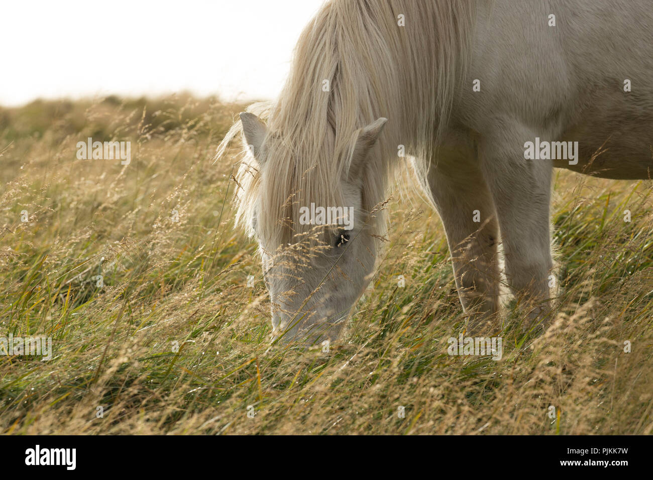 Cheval islandais, blanc, pâturage, contrejour, Banque D'Images