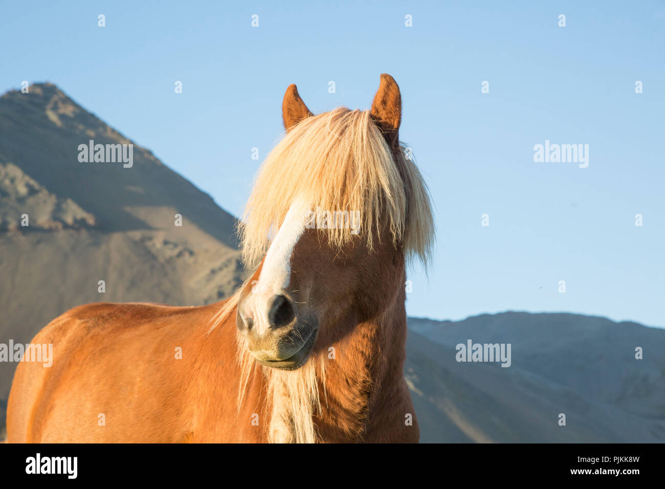 L'Islande, brown cheval islandais, en face de la montagne, blonde, oreilles jusqu' Banque D'Images