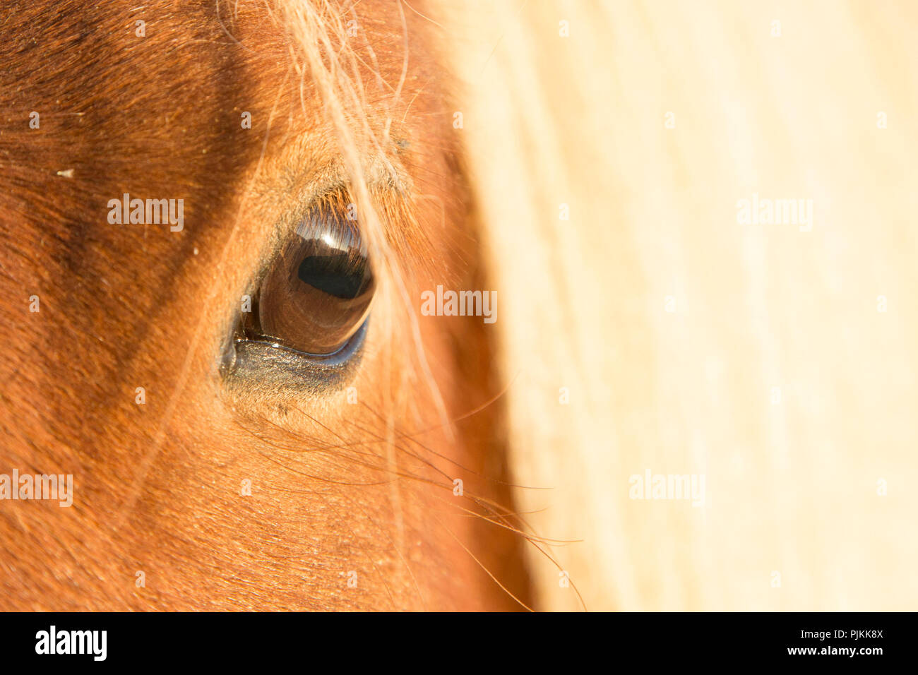 L'Islande, de l'œil d'un cheval islandais, close-up Banque D'Images