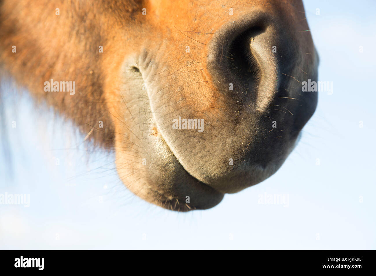 L'Islande, brown cheval islandais, de détail, de la bouche et les narines Banque D'Images