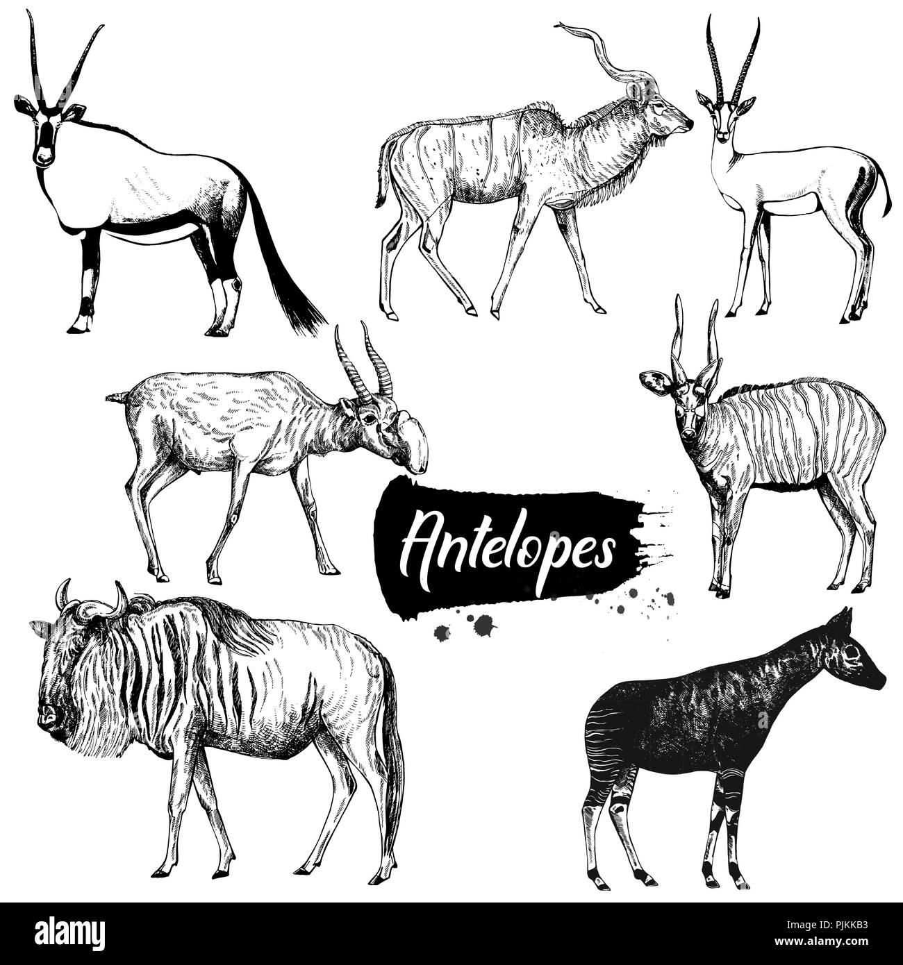 Ensemble de croquis dessinés à la main, les antilopes style isolé sur fond blanc. Vector illustration. Illustration de Vecteur
