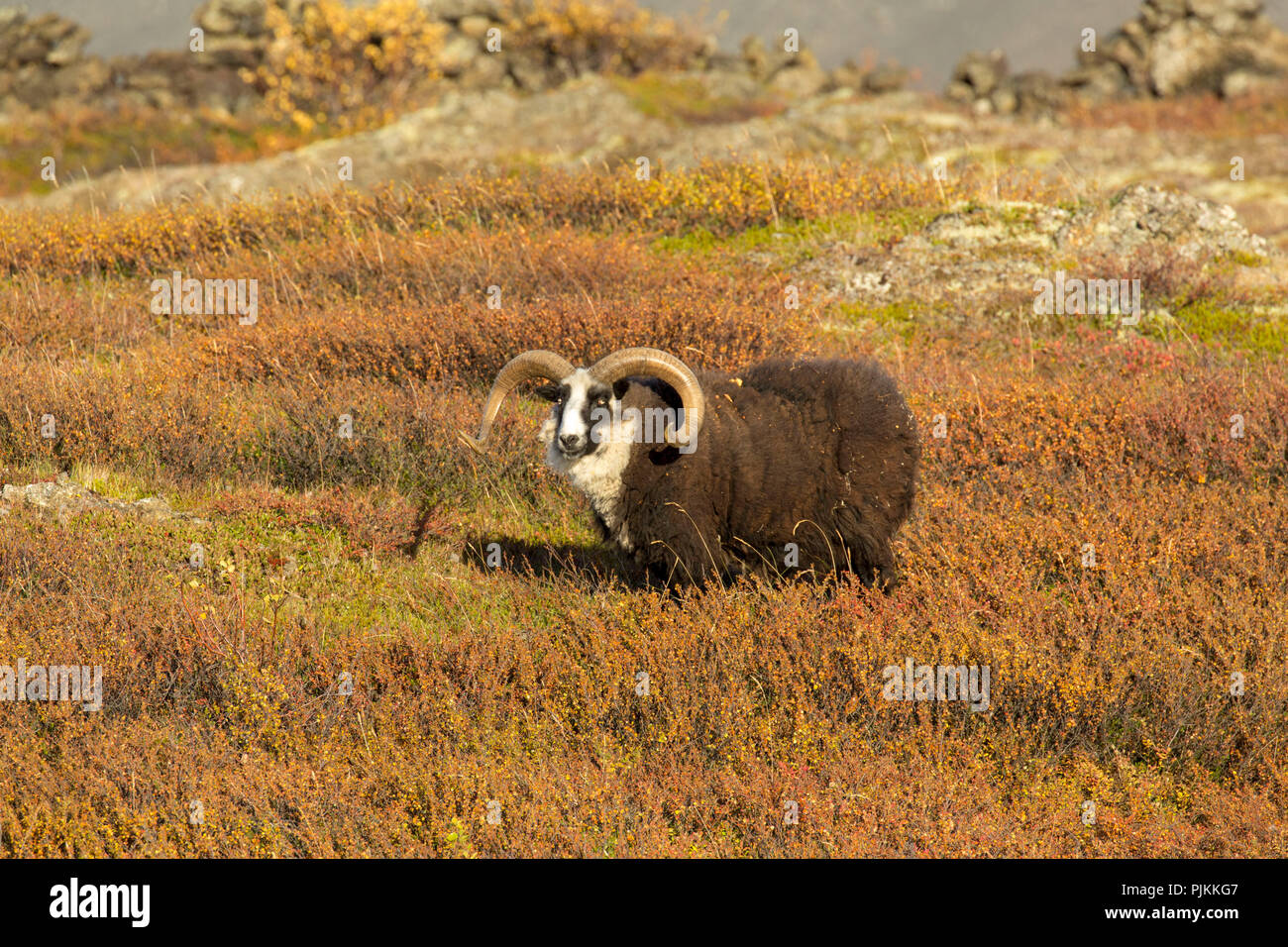 L'Islande, big ram blueberry Heath, dans la région de Myvatn, l'humeur d'automne Banque D'Images