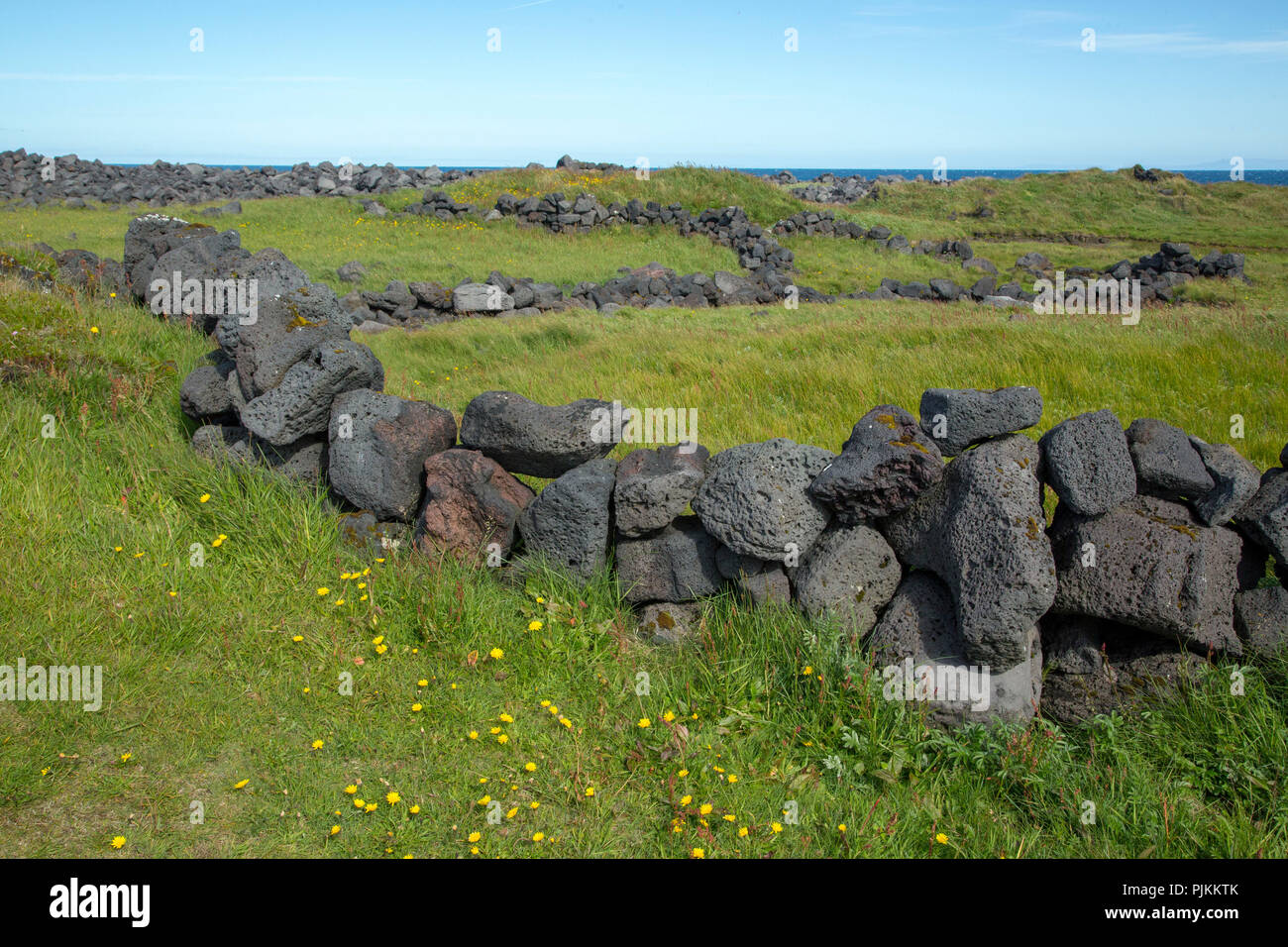 L'Islande, de murs en pierre au domaine vert paysage, fleurs jaunes dans les prairies, la mer en arrière-plan Banque D'Images