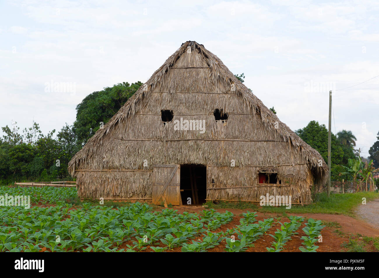 Remise pour le séchage des feuilles de tabac, le tabac ferme, Vallée de Vinales, province de Pinar del Rio, Cuba, République de Cuba, Antilles, mer des Caraïbes Banque D'Images