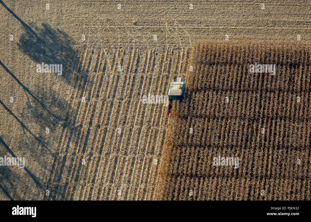 Vue aérienne, la récolte de maïs avec l'appui scientifique Pelkum, rue Kamener Barbecke, Hamm, Ruhr, Rhénanie du Nord-Westphalie, Allemagne Banque D'Images