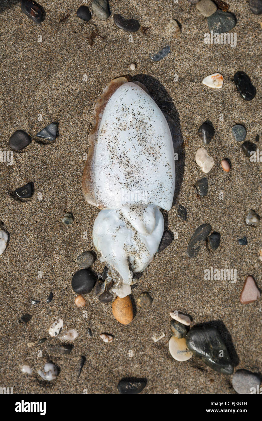 Une seiche est mort couché sur la plage, Banque D'Images
