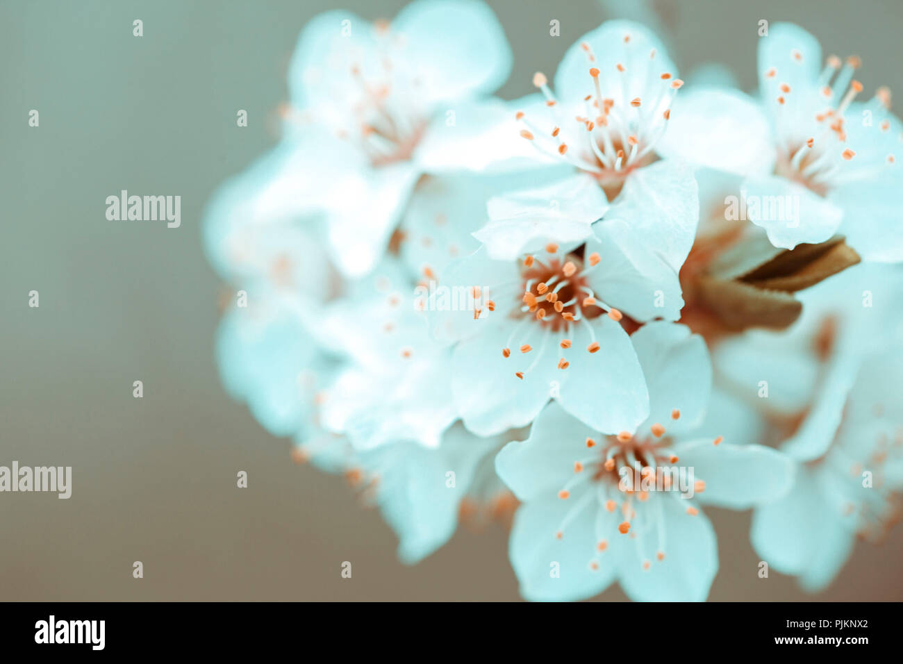 Des fleurs blanches délicates sur un arbre fruitier, Banque D'Images Des fleurs blanches délicates sur un arbre fruitier, Banque D'Images