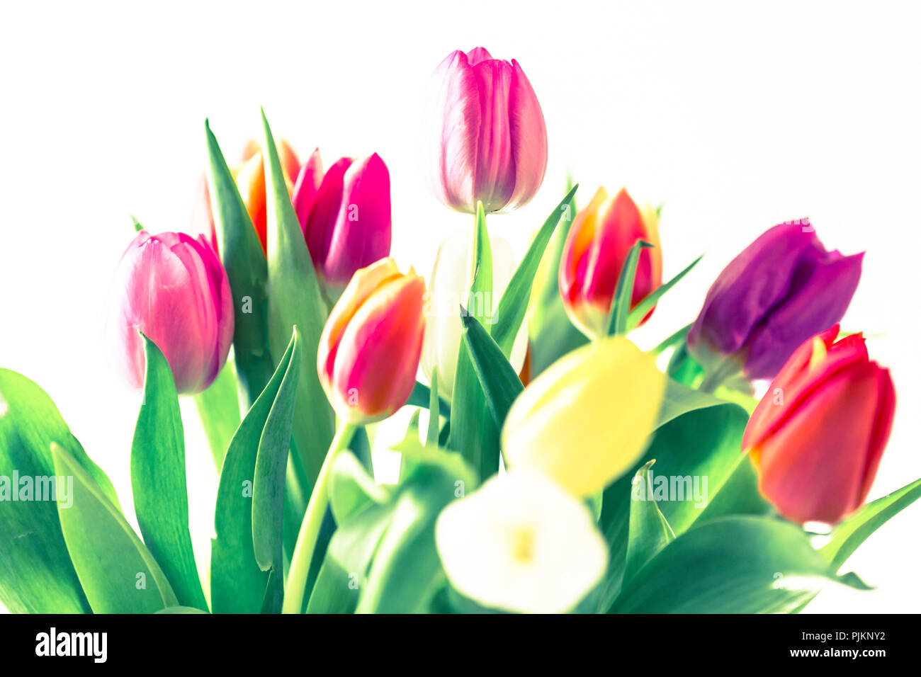 Bouquet de tulipes colorées - un message d'accueil de printemps, Banque D'Images