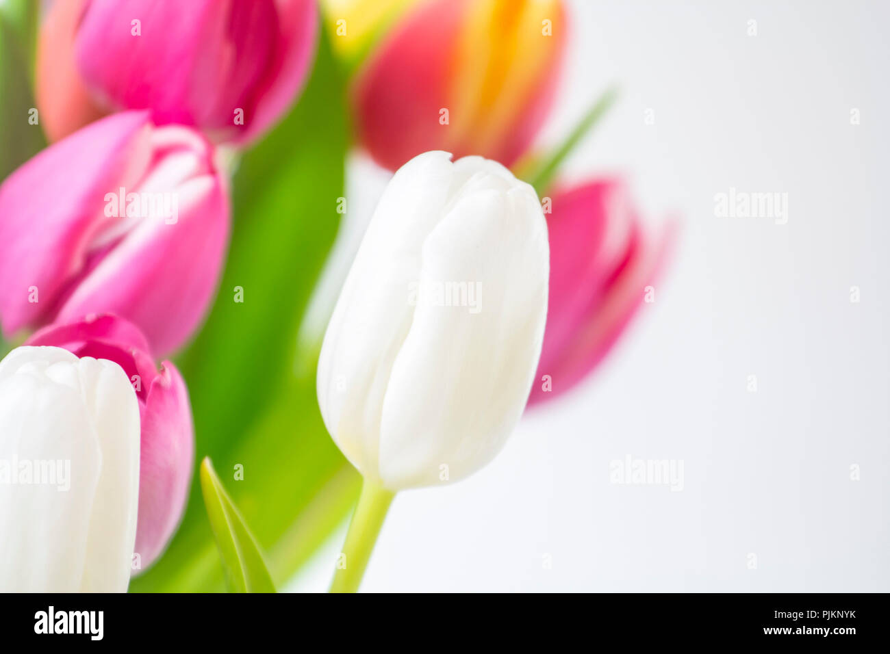De nombreuses tulipes dans un bouquet - un printemps coloré, de souhaits Banque D'Images