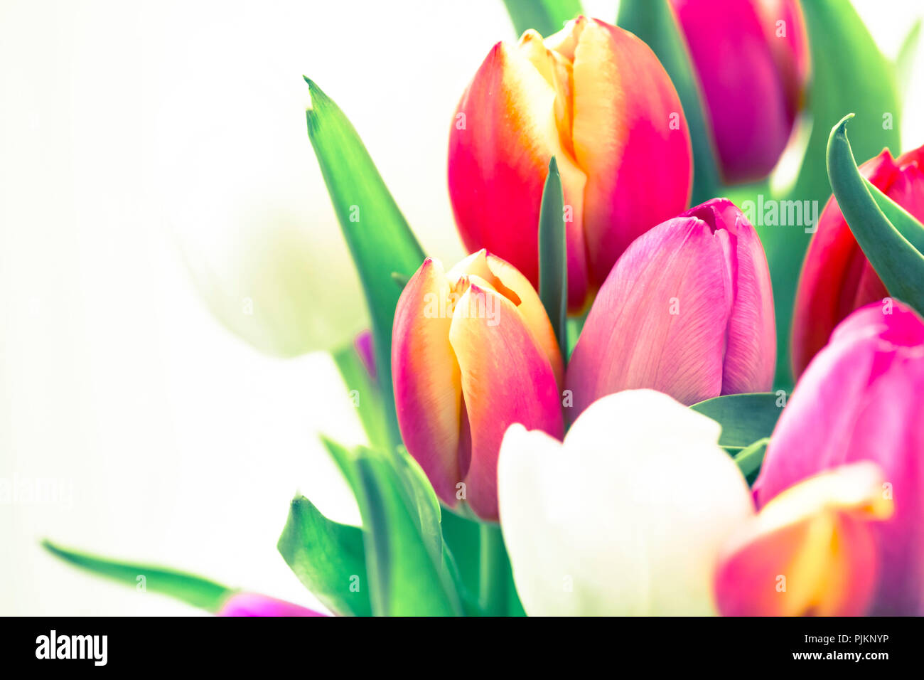 De nombreuses tulipes dans un bouquet - un printemps coloré, de souhaits Banque D'Images
