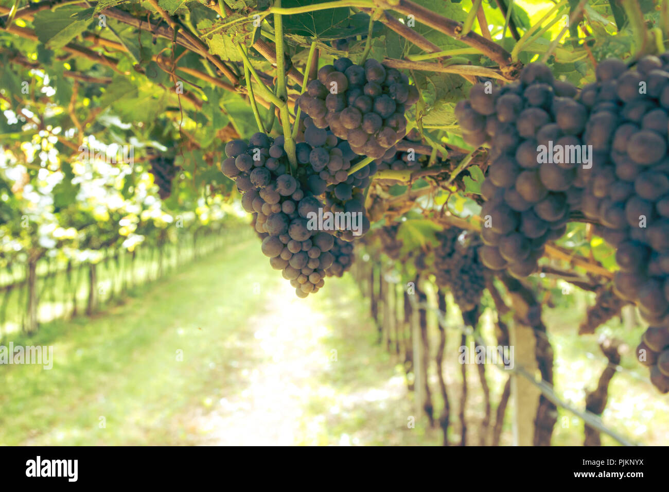 Rouge, raisins mûrs dans une région viticole, Banque D'Images