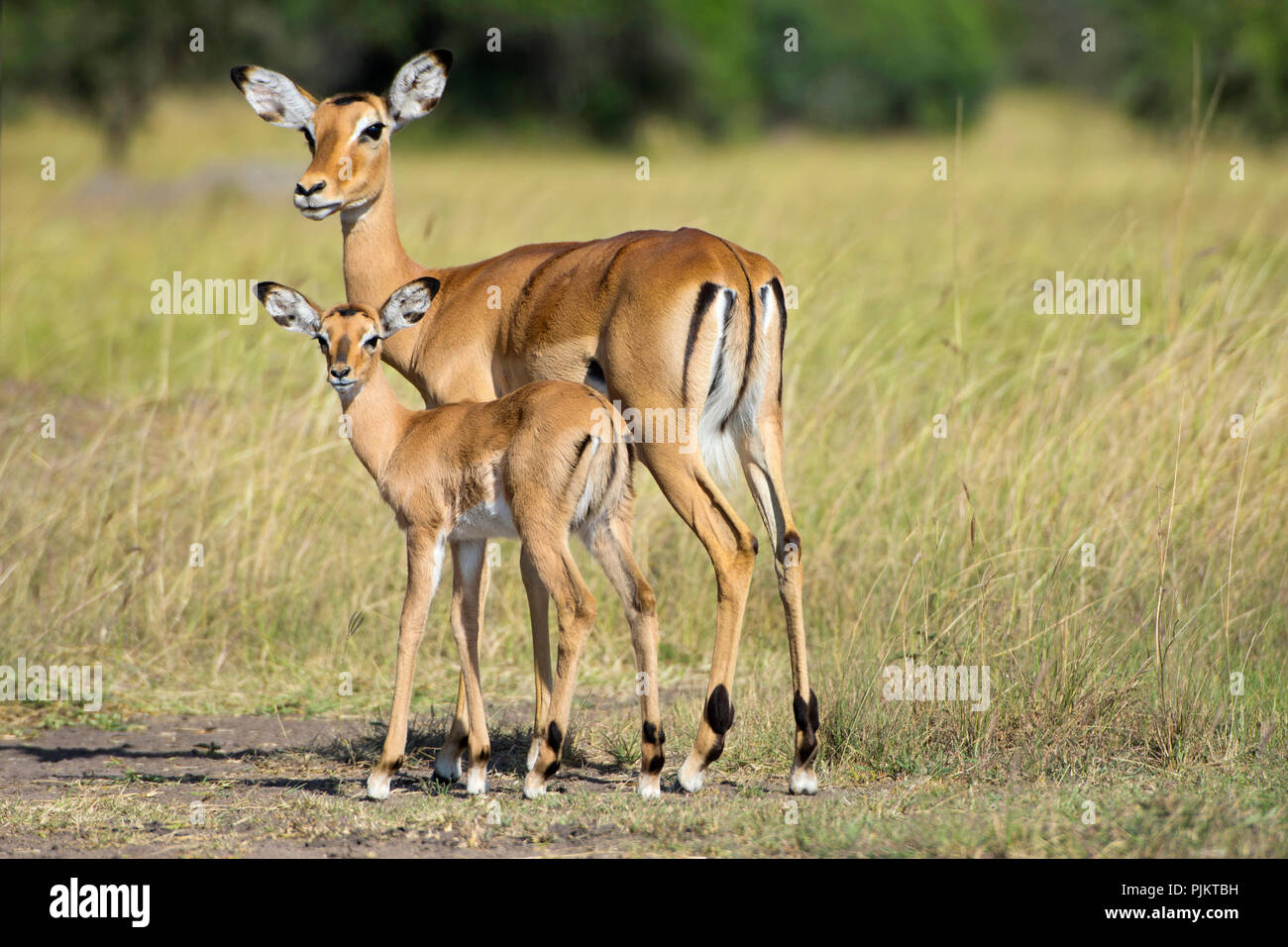Impala, impalas, antilopes, Aepyceros melampus, brebis et son veau, parc national du lac Mburo, Ouganda Banque D'Images