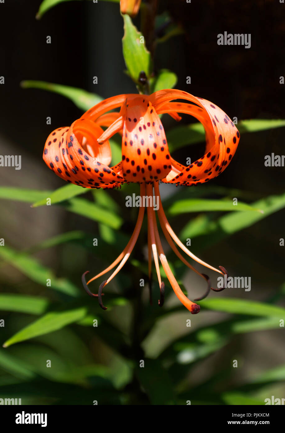 Un Tiger Lily (Lillium superbum) en pleine floraison sur Cape Cod, Massachusetts, USA Banque D'Images