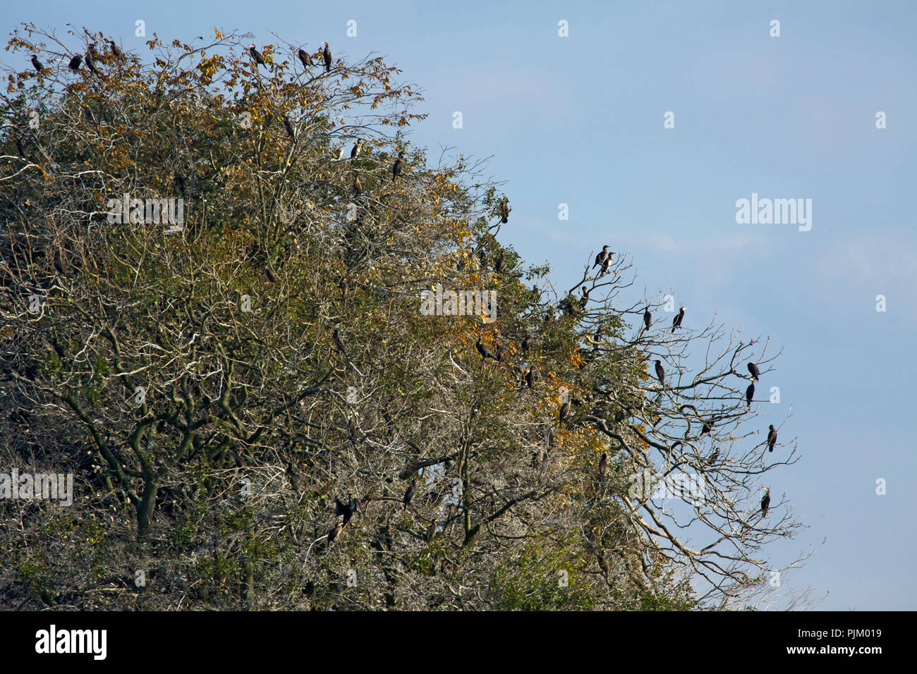 La réserve naturelle de l'île Sterin grand Lac Plön avec une colonie de cormorans. Banque D'Images