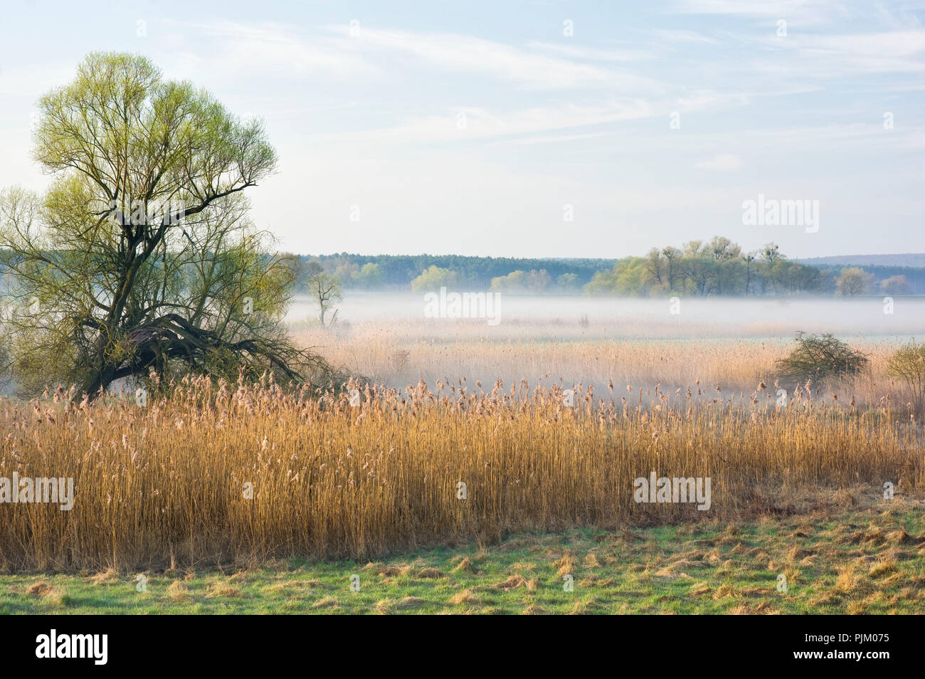 Allemagne, Brandebourg, Uckermark, Criewen, le Parc National de la vallée de l'Oder, avec l'humeur du matin dans le brouillard près de forêts riveraines Criewen Banque D'Images