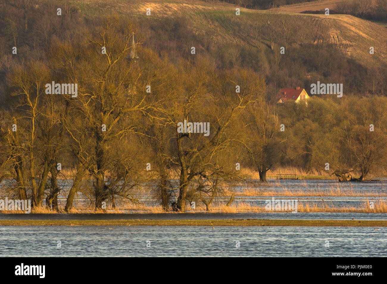 Allemagne, Brandebourg, Uckermark, Schwedt, Oder Valley National Park, vue sur les prés inondés Oder près de Schwedt au parc paysage protégé Cedynia (Pologne) près de Zato Banque D'Images