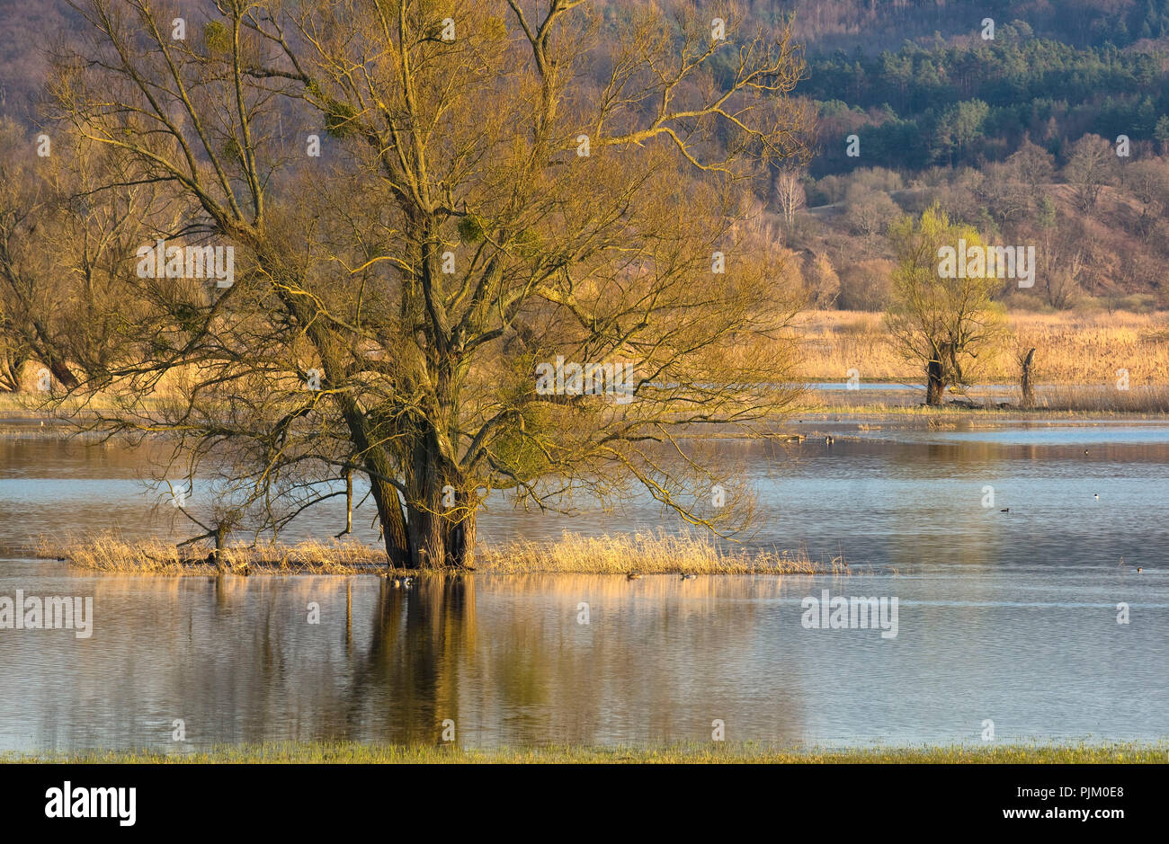 Allemagne, Brandebourg, Uckermark, Schwedt, Oder Valley National Park, vue sur les prés inondés Oder près de Schwedt Banque D'Images