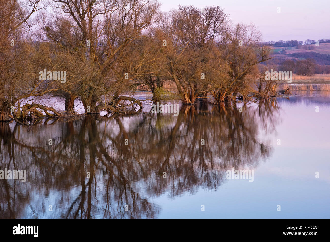 Allemagne, Brandebourg, Uckermark, Schwedt, Oder Valley National Park, vue sur les prés inondés Oder près de Schwedt, humeur le matin Banque D'Images