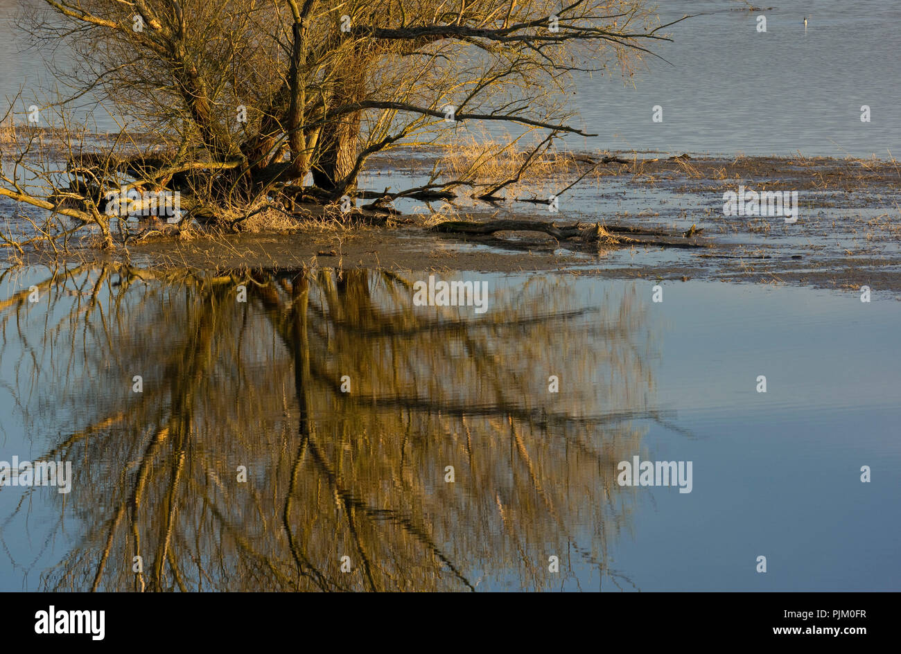 Allemagne, Brandebourg, Uckermark, Criewen, Parc National de la vallée de l'Oder inférieure, willow tree dans le polder Criewener Banque D'Images