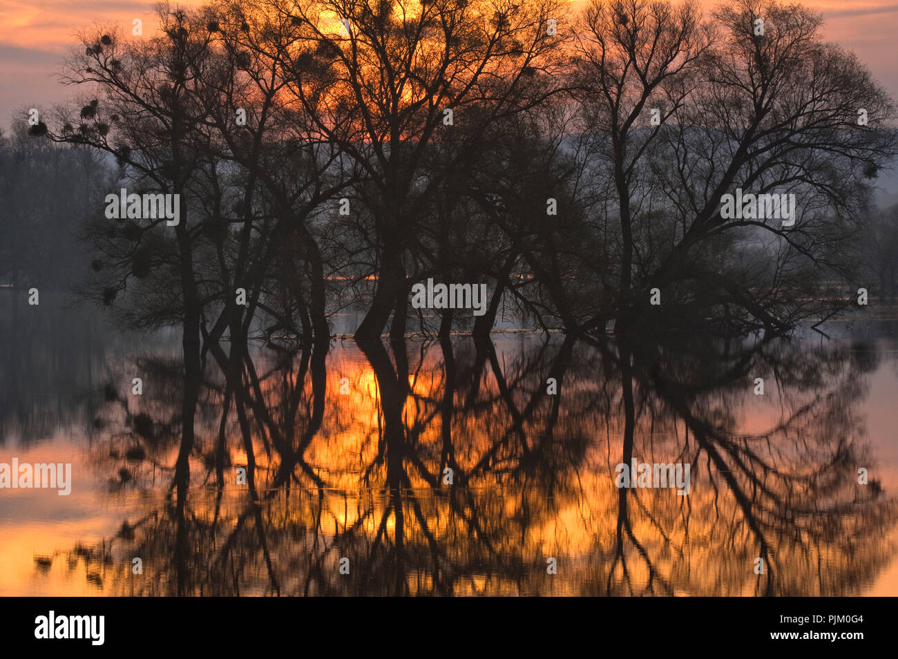 Allemagne, Brandebourg, Uckermark, Criewen, le Parc National de la vallée de l'Oder, vieux saule dans les forêts riveraines près de Criewen, matin, le lever du soleil l'humeur Banque D'Images